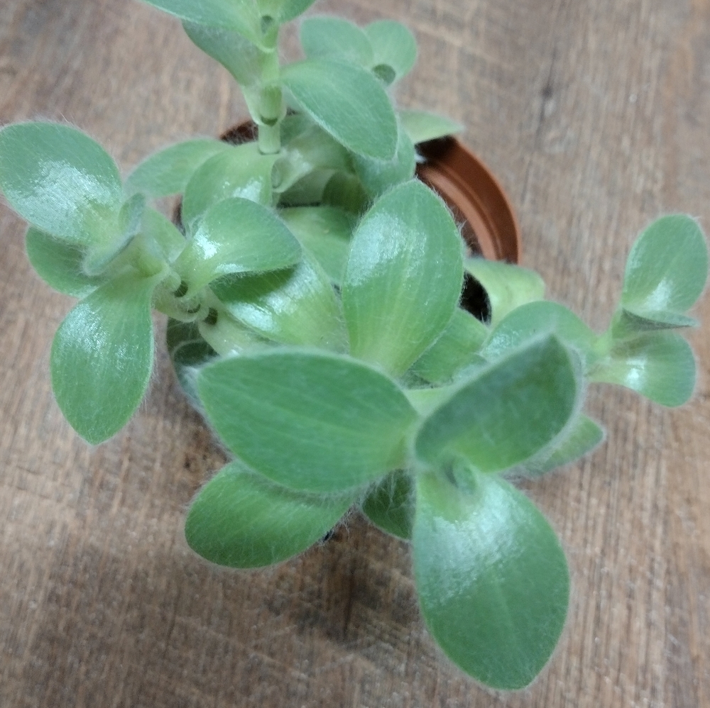 Pale Puma Tradescantia (3in.pot)